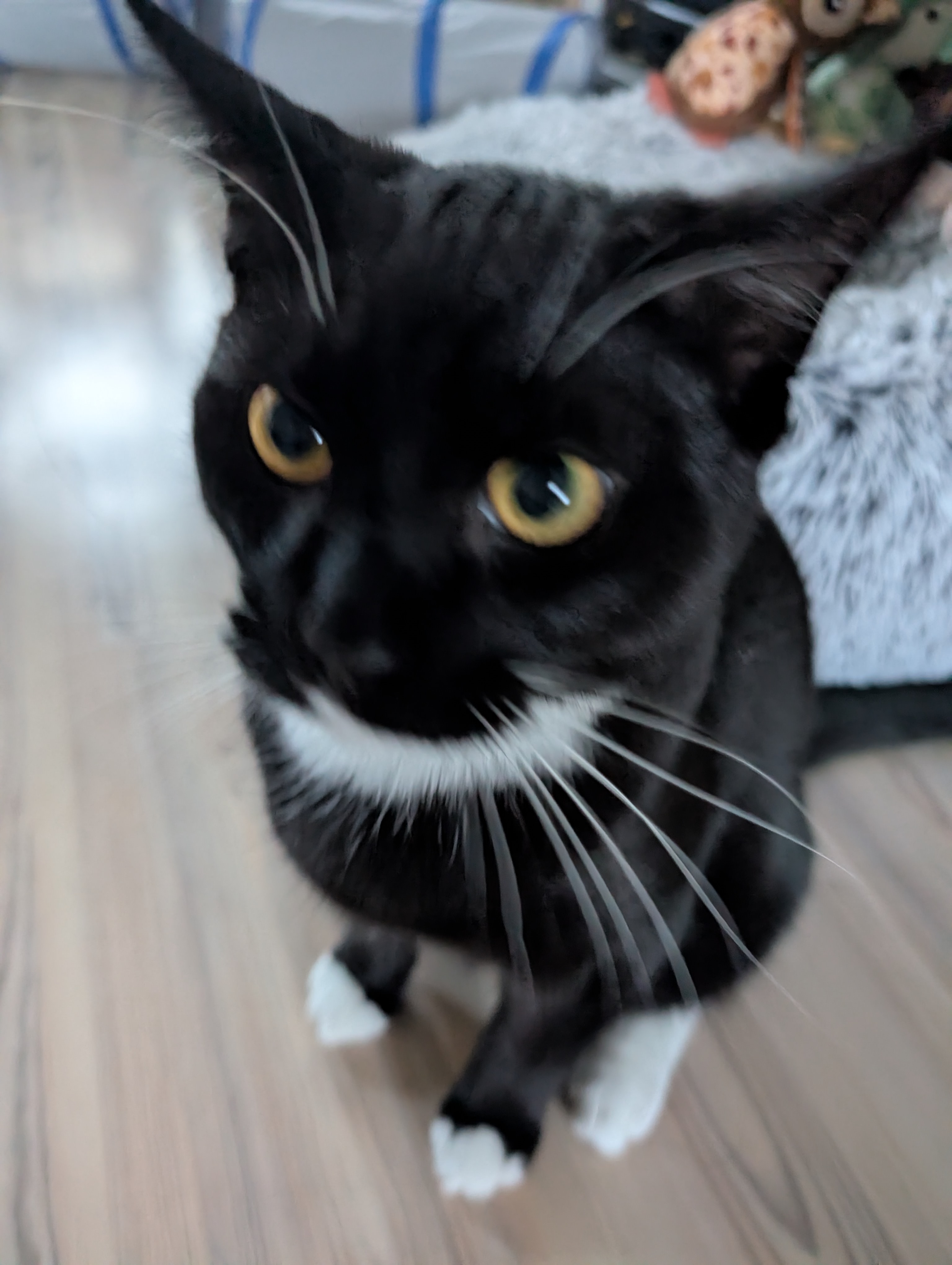 Dexi
